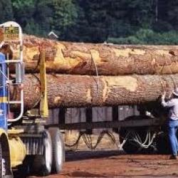 Logging and Timber