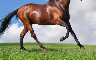 Horses Category Image