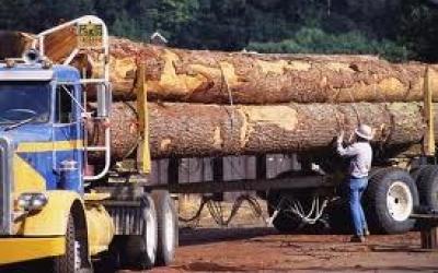 Logging and Timber Category Image