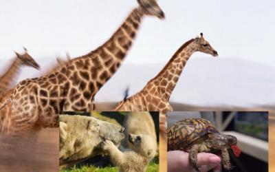 Zoology Category Image