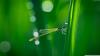 Sample 4 Supporting Images - Dragon Fly