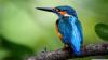 Sample 1 Supporting Images - King Fisher