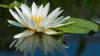 Sample 3 Supporting Images - Lotus Flower