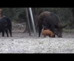 Florida Hog Hunts - Cypress Ridge Hunting